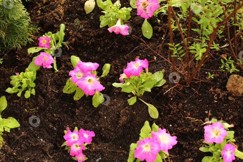 Скачать Розовые красивые цветы фотосток Ozero