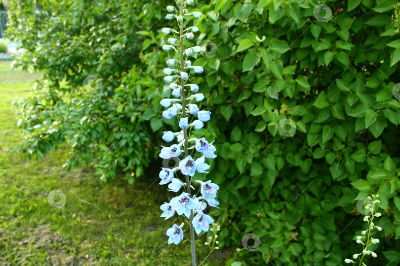 Скачать Голубые красивые цветы фотосток Ozero