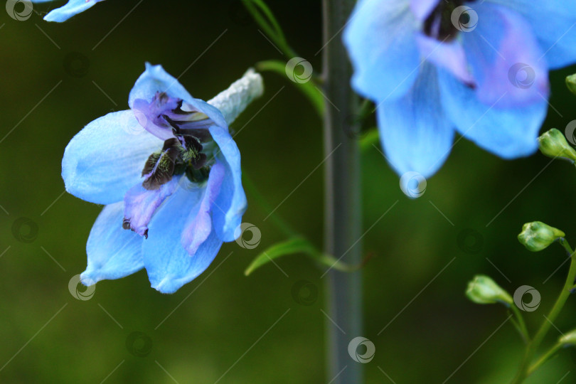 Скачать Голубые красивые цветы фотосток Ozero