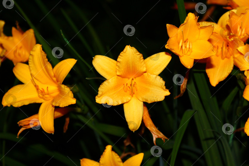Скачать Красивые лилии цветы фотосток Ozero