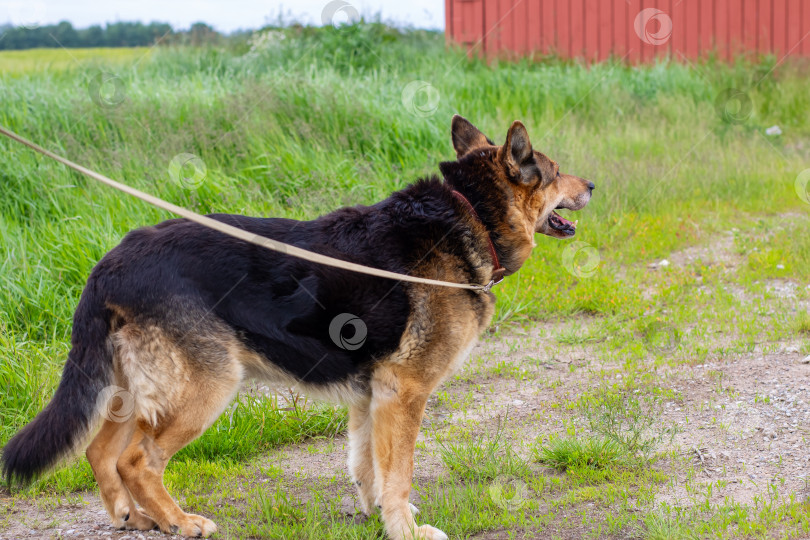 Скачать Собака, охраняющая улицу, немецкая овчарка, привязанная на гравийной дорожке с высокой травой неподалеку фотосток Ozero