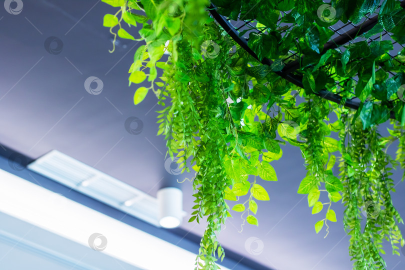 Скачать Потолки, покрытые растениями, создают спокойную и естественную атмосферу в офисных помещениях или кафе фотосток Ozero