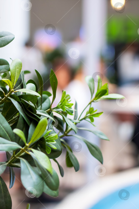 Скачать Зеленое растение на размытом фоне кафе, крупный план растения подчеркивает текстуру и теплую атмосферу фотосток Ozero