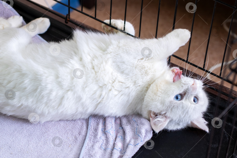 Скачать Жизнерадостная кошка регулярно демонстрирует нежную доверчивость своими игривыми и ласковыми действиями фотосток Ozero