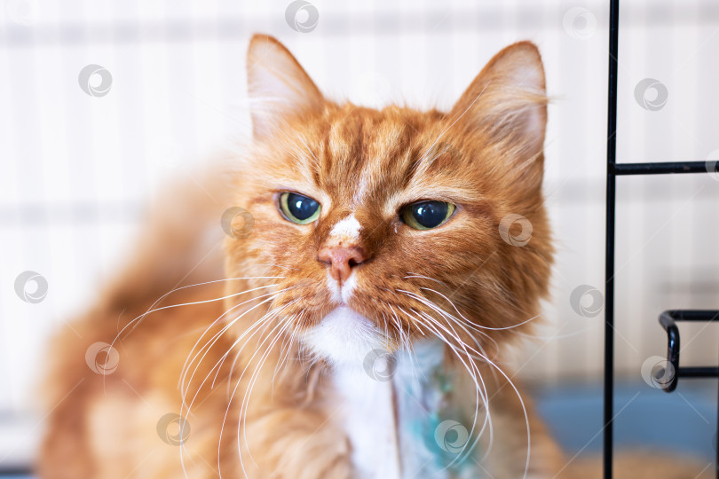 Скачать Рыжая кошка с живыми глазами, дружелюбная оранжевая полосатая кошка, готовая к приему в новую семью фотосток Ozero