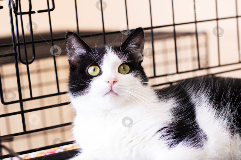 Скачать Очаровательная черно-белая кошка с яркими глазами терпеливо ждет, когда ее заберут из клетки фотосток Ozero