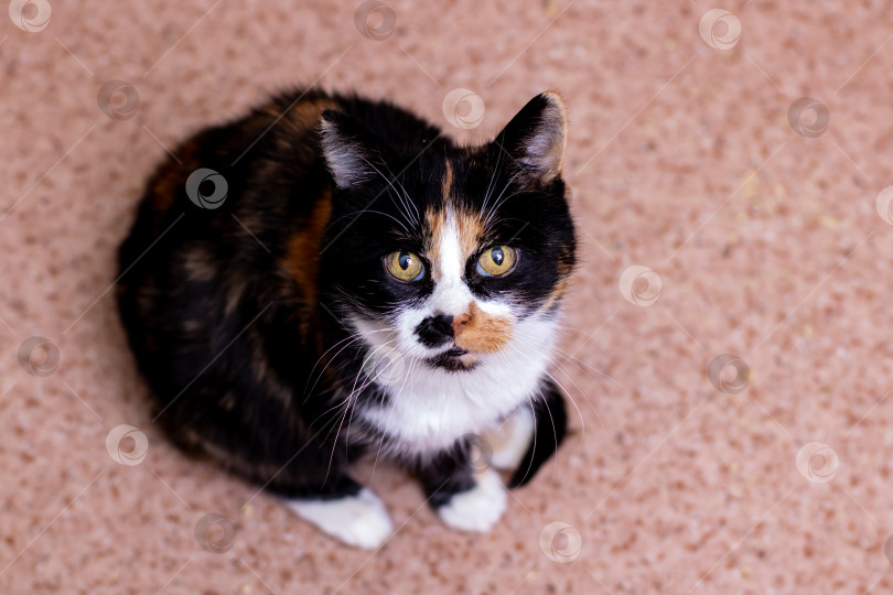 Скачать Застенчивая кошка на залитом солнцем ковре, ситцевая кошка, тихо наблюдающая за происходящим в уютном, залитом солнцем уголке фотосток Ozero