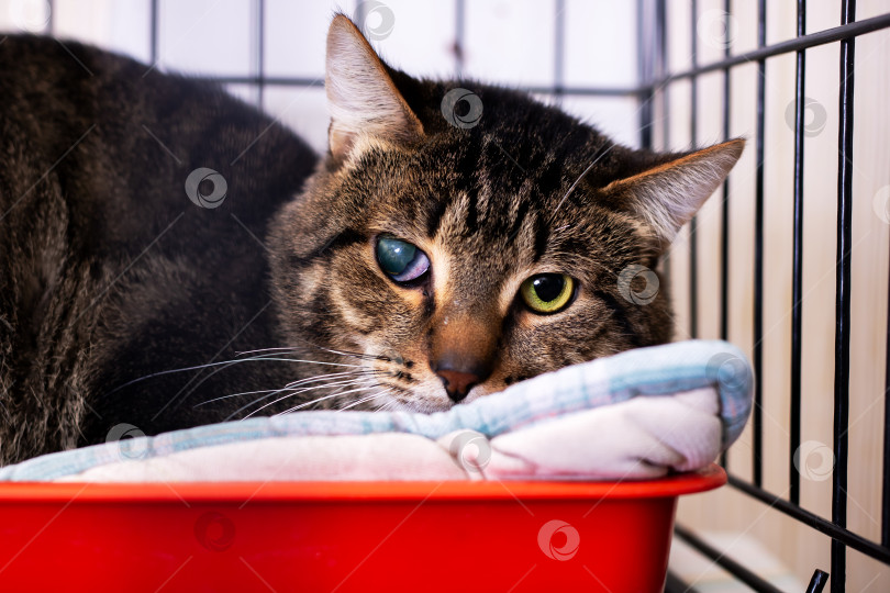 Скачать Защищенные кошачьи надежды, Напряженный полосатый кот в заботе, Кошка с мутными глазами терпеливо ждет. фотосток Ozero