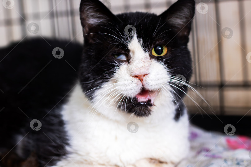 Скачать Очаровательная черно-белая кошка со шрамом на морде и полным надежды взглядом мечтает о постоянном любящем доме фотосток Ozero