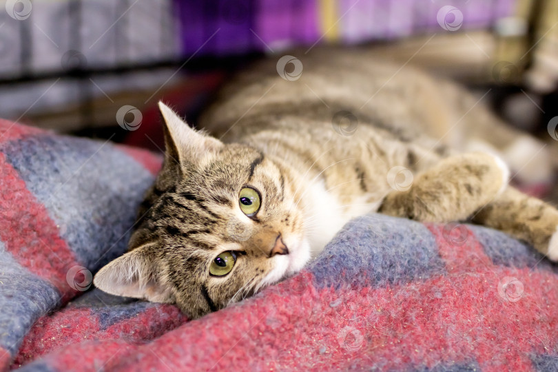 Скачать Дружелюбный полосатый кот уютно устроился на цветастом одеяле с внимательным и нежным выражением лица фотосток Ozero