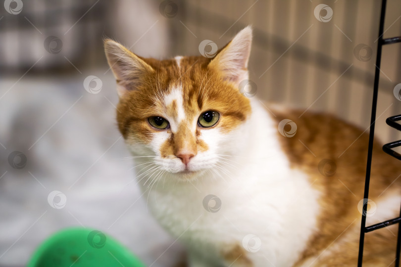 Скачать Испуганный котенок прячется за вольером, Робкий питомец осторожно наблюдает из своего защищенного вольера фотосток Ozero
