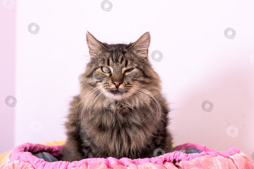 Скачать Спокойный полосатый кот в уютной обстановке, расслабленный коричневый полосатый кот удобно расположился на мягкой подстилке в помещении фотосток Ozero