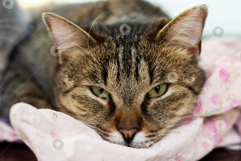 Скачать Безмятежная старшая кошка спокойно отдыхает на уютном одеяле в цветочек в спокойной домашней обстановке фотосток Ozero