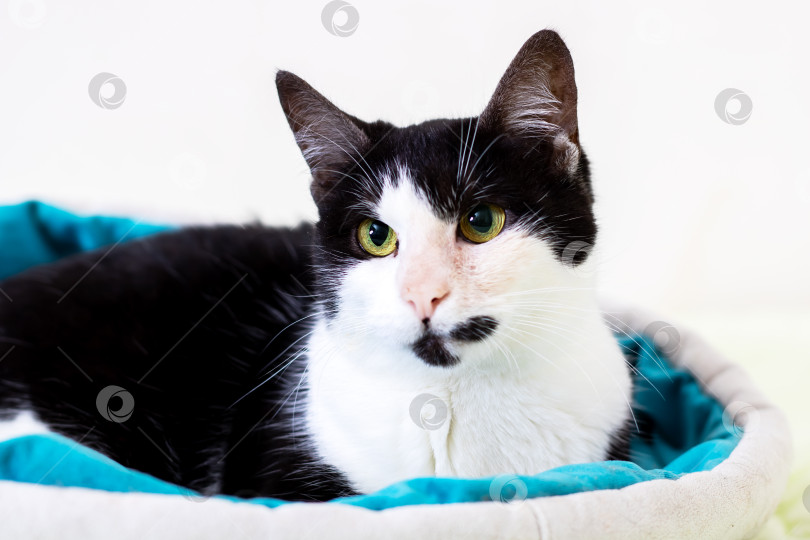 Скачать Спокойный кошачий отдых, расслабленные черно-белые кошки отдыхают в уютном интерьере фотосток Ozero