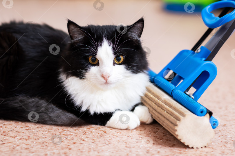 Скачать Кошка отдыхает рядом с чистящими средствами, уютная обстановка в помещении с расслабленной кошкой рядом фотосток Ozero