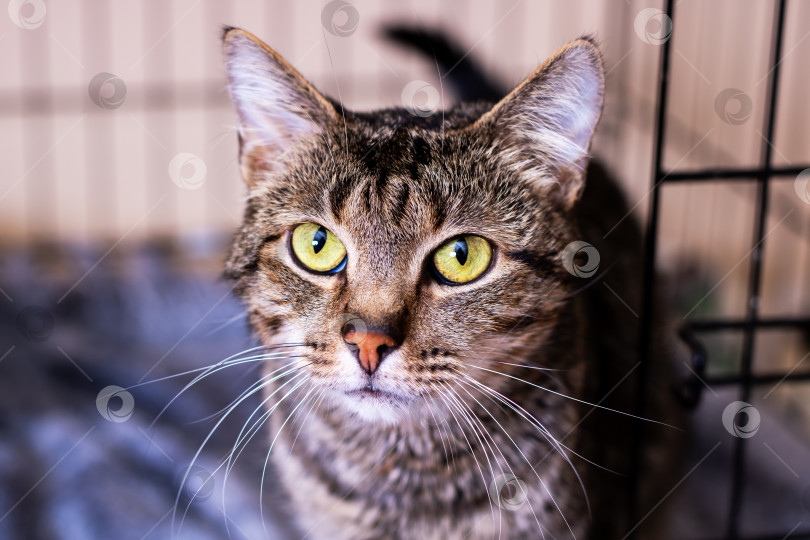 Скачать Кошка с живыми глазами в вольере, готовая к ожиданию, фокусирует взгляд с надеждой в клетке-укрытии фотосток Ozero