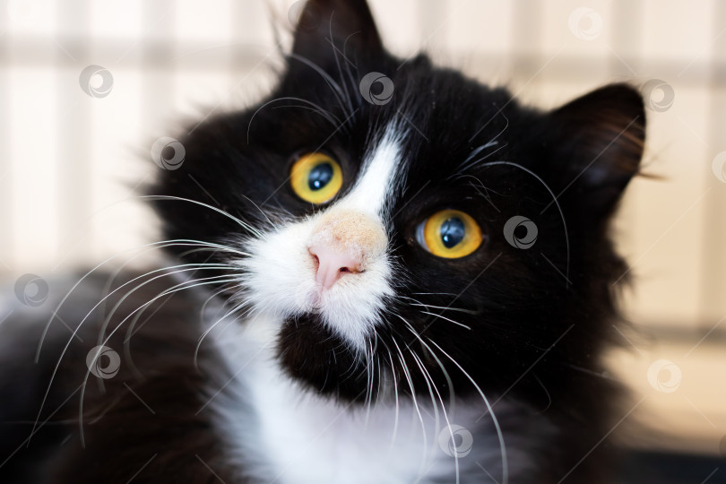 Скачать Безупречный черно-белый кот с пушистой шерстью и пытливым взглядом, демонстрирующим надежду фотосток Ozero
