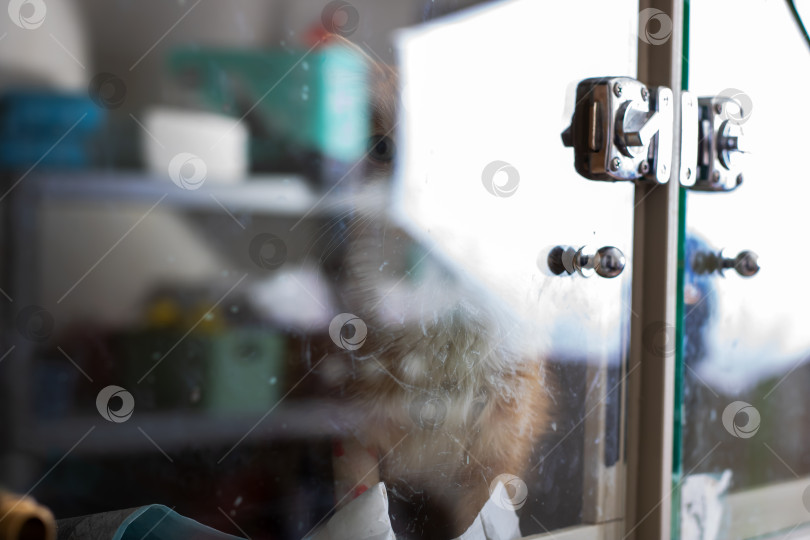 Скачать Юноша смотрит сквозь грязное стекло, Маленький ребенок разглядывает пейзаж за окном через запотевшее окно. фотосток Ozero