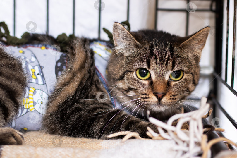 Скачать Нежная сцена с испуганной кошкой, уединившейся в уютной подстилке под тщательным наблюдением ветеринара фотосток Ozero