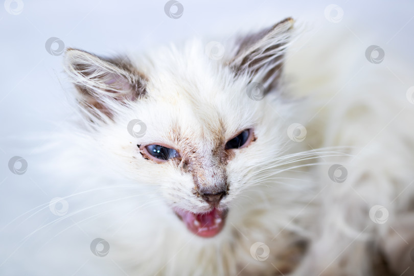 Скачать Очаровательная хрупкая кошечка, срочно нуждающаяся в медицинской помощи и заботе приемной семьи фотосток Ozero