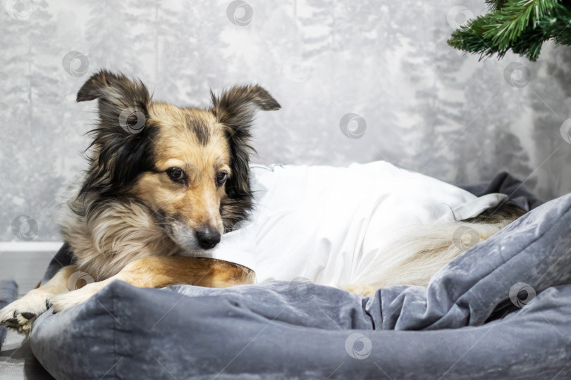 Скачать Безмятежная колли мирно отдыхает на уютной кровати с теплым освещением и домашней атмосферой фотосток Ozero