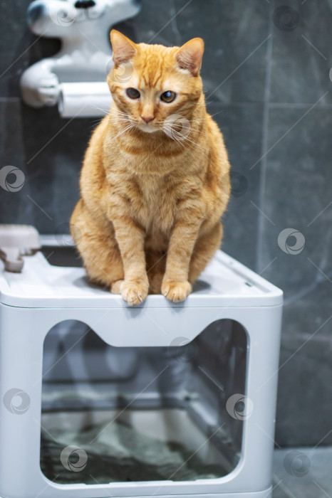 Скачать Кошка следит за стиркой, Тихая кошка внимательно наблюдает за процессом стирки из-за окна сушилки фотосток Ozero