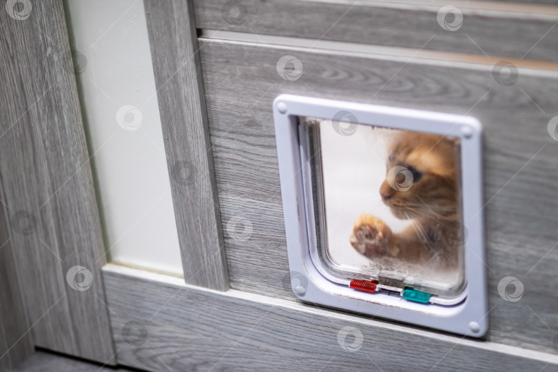 Скачать Игривый котик исследует дверь, предприимчивый маленький котик исследует пластик и дерево фотосток Ozero