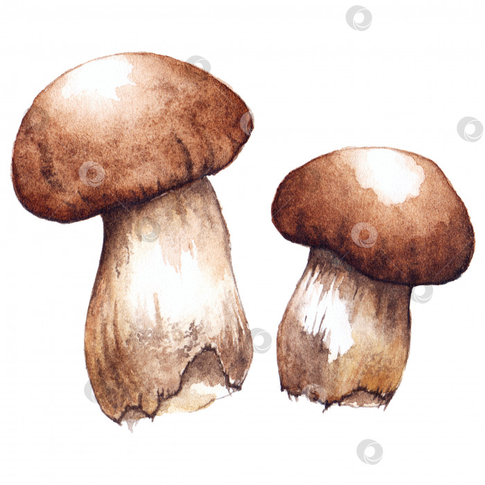 Скачать Акварель две пары белых белых грибов, изолированных друг от друга фотосток Ozero