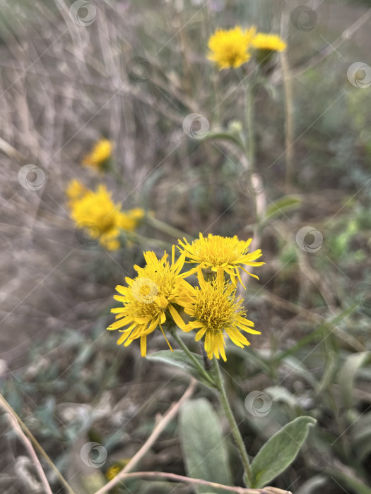 Скачать Желтые пушистые цветы фотосток Ozero
