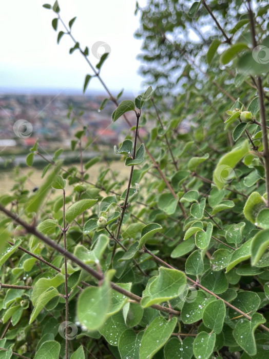 Скачать Зеленый кустарник фотосток Ozero