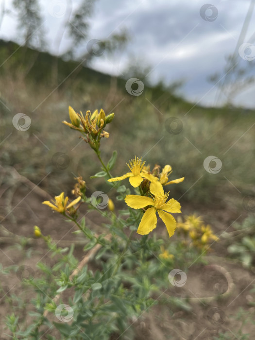 Скачать Зверобой продырявленный фотосток Ozero