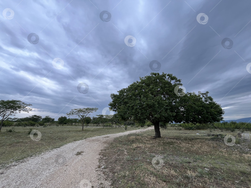 Скачать Пышное дерево у дороги фотосток Ozero