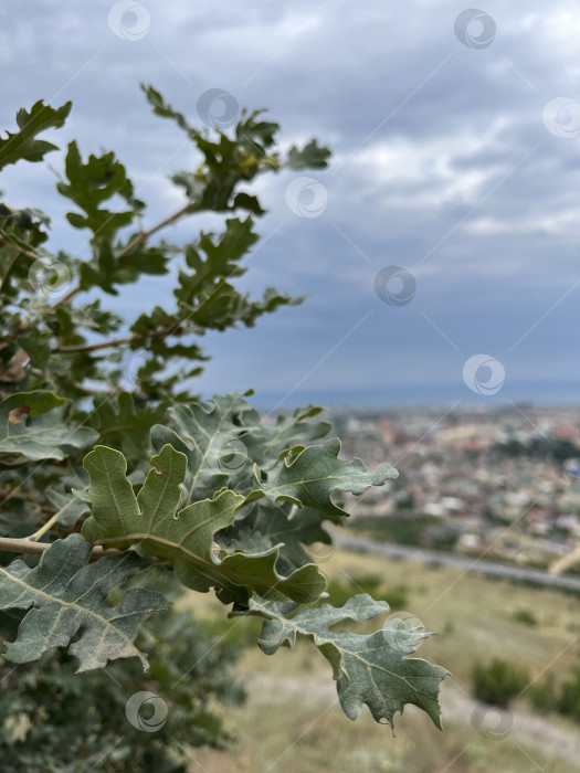 Скачать Листья дуба фотосток Ozero