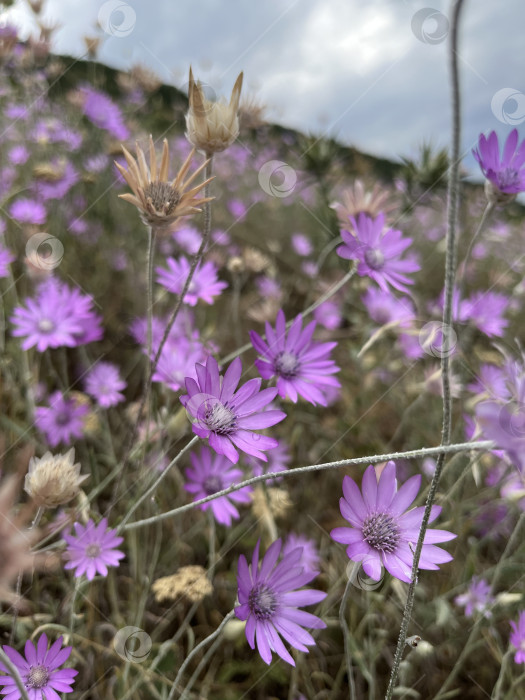 Скачать Поляна цветов Сухоцвета фотосток Ozero