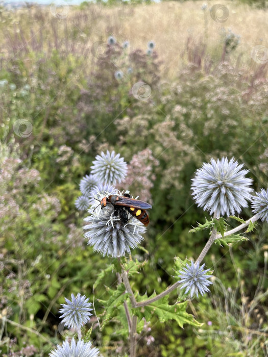 Скачать Гигантская сколия фотосток Ozero