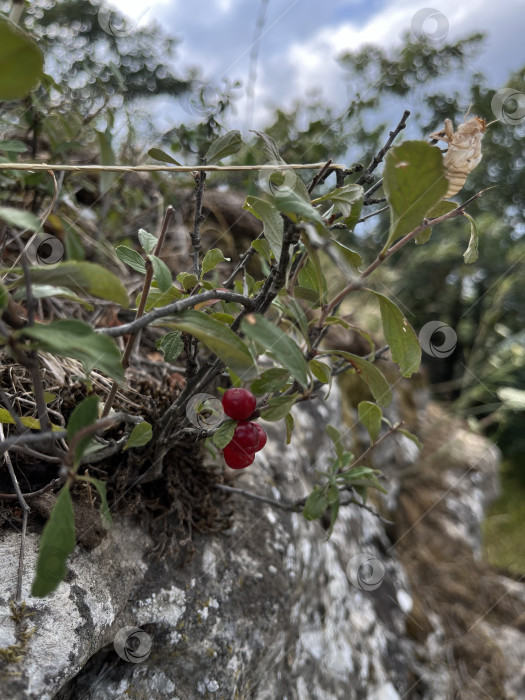 Скачать Красные ягоды фотосток Ozero