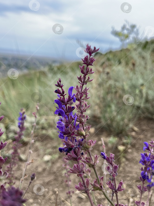 Скачать Шалфей цветет фотосток Ozero