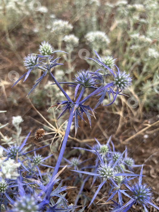 Скачать Синеголовник растение фотосток Ozero