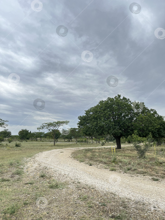 Скачать Дорога поворачивает между деревьями фотосток Ozero