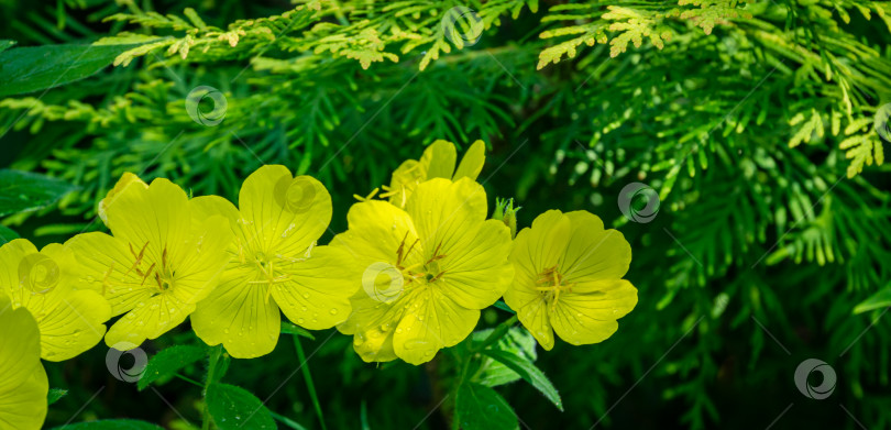 Скачать Ярко-желтые цветы энотеры двулетней (Oenothera biennis) на фоне темно-зеленых листьев. Солнечные лучи падают на желтые лепестки примулы. Цветочный фон на природе, свободное место для текста фотосток Ozero