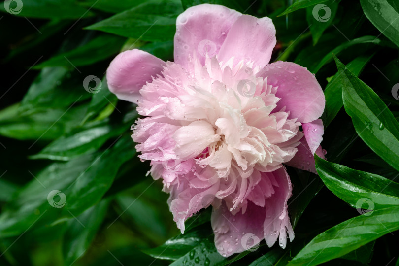 Скачать Красивый крупный план розового пиона с крупными каплями воды, распускающегося под солнцем на фоне темно-зеленых листьев в саду. Выборочный фокус. Весенний пейзаж, свежие обои, концепция фона природы фотосток Ozero