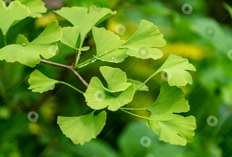 Скачать Крупный план ярко-зеленых листьев дерева гинкго билоба (Ginkgo biloba), известного как гинкго гингко, в мягком фокусе на фоне размытой листвы. Естественный свет солнечного дня. Концепция дизайна - природа фотосток Ozero