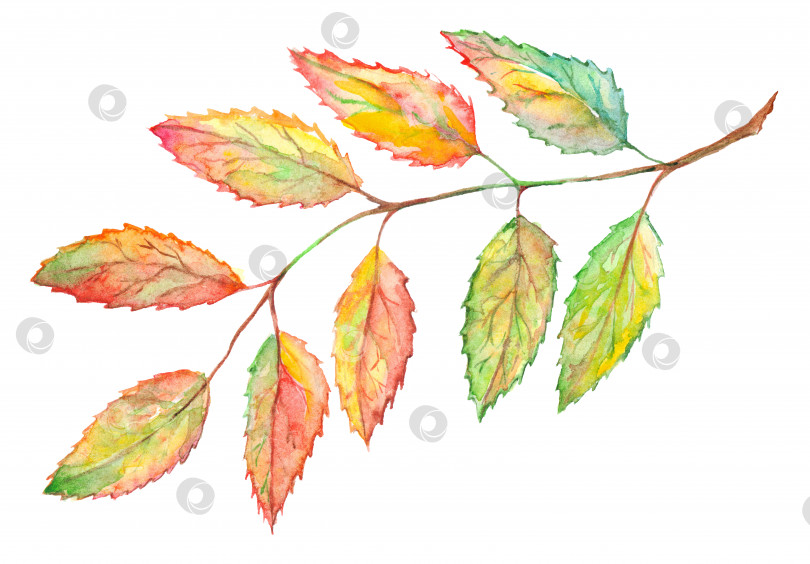 Скачать Акварельная ветвь листа рябины и рябинника ботаническая иллюстрация изолирована фотосток Ozero