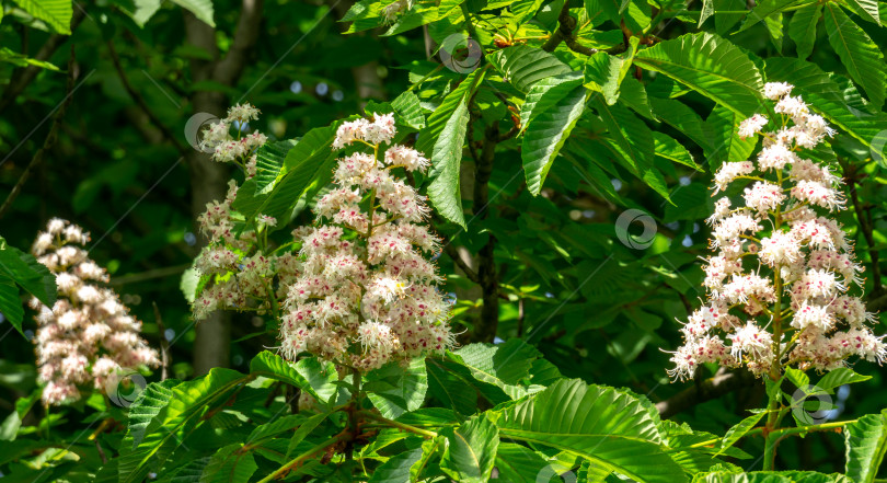 Скачать Белые свечи цветущего конского каштана (Aesculus hippocastanum, каштановое дерево) на фоне темно-зеленой листвы деревьев. Весенний солнечный день фотосток Ozero