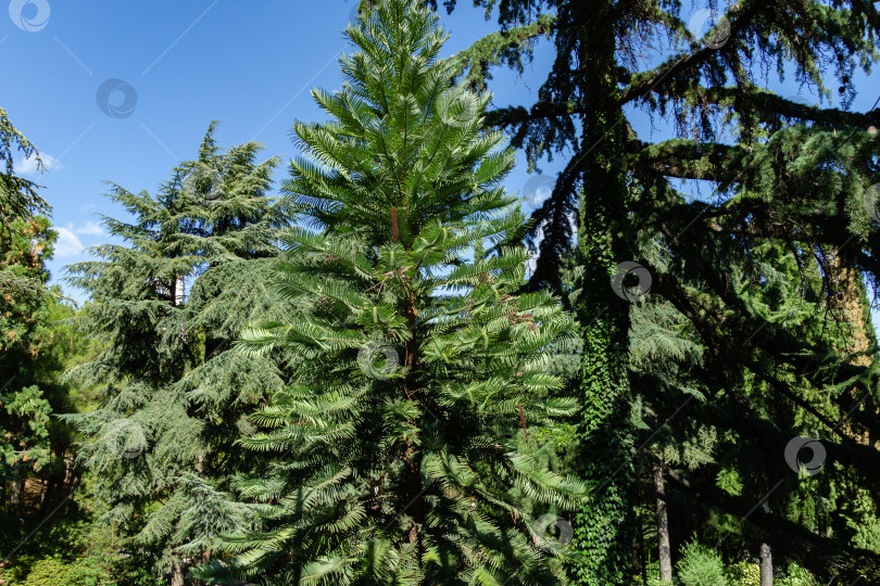 Скачать Сосна Воллеми - древнее дерево Wollemia nobilis в парке Айвазовского или Райском парке в Пертените, Крым. Уникальное дерево юрского периода. фотосток Ozero