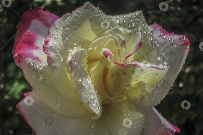 Скачать Чувственные лепестки нежной белой розы крупным планом дополняются крупными и прозрачными каплями дождя. Лирический мотив для дизайна фотосток Ozero