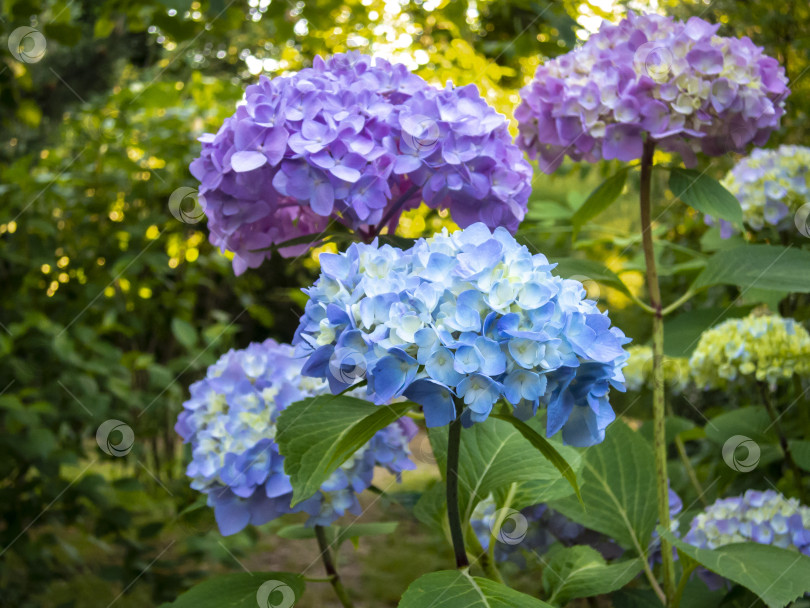 Скачать Красивый куст цветущей гортензии фотосток Ozero