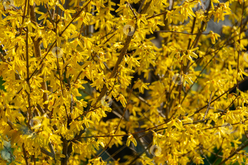 Скачать Ярко-желтая форзиция на весеннем солнце на черном фоне ушедшей зимы фотосток Ozero