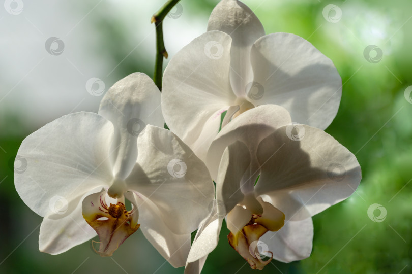 Скачать Роскошная ветвь белой орхидеи фаленопсис, цветок фаленопсиса, известный как орхидея мотылька или Фал, на черном фоне. фотосток Ozero