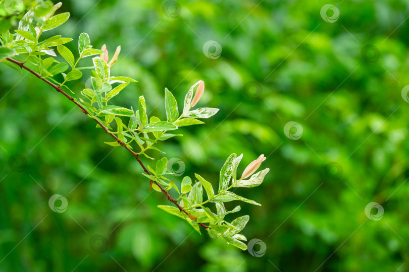 Скачать Ветка японской ивы с цельными листьями, Salix integra Hakuro-Nishiki. Натуральный белый, розовый на зеленом фоне. Выборочный акцент. Природная концепция для естественного дизайна фотосток Ozero